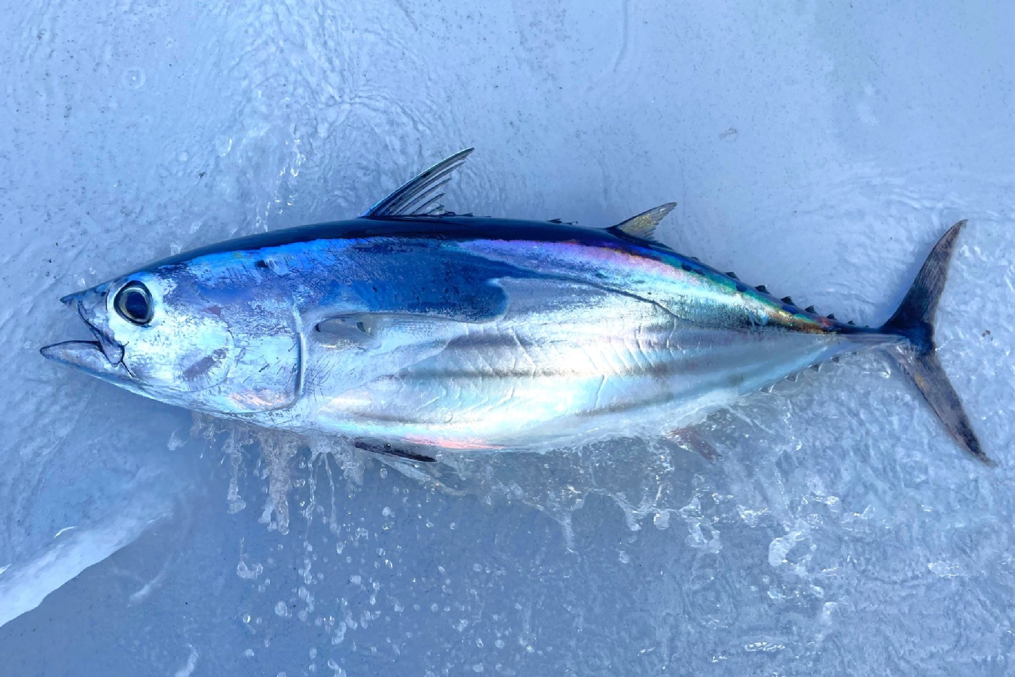 コバルトブルーに輝く本当のかつおの姿