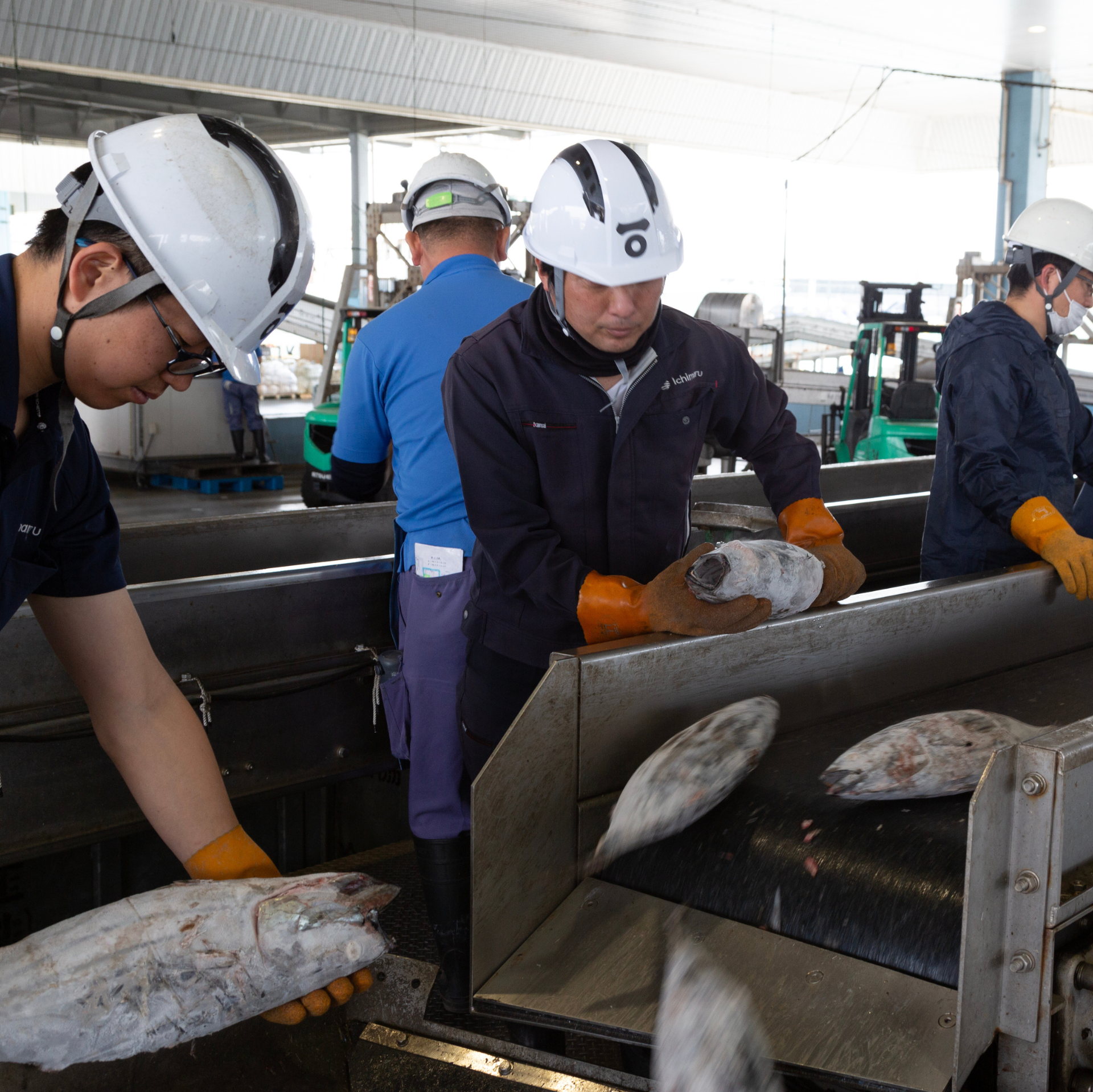 カツオ荒ほぐしこめ油漬