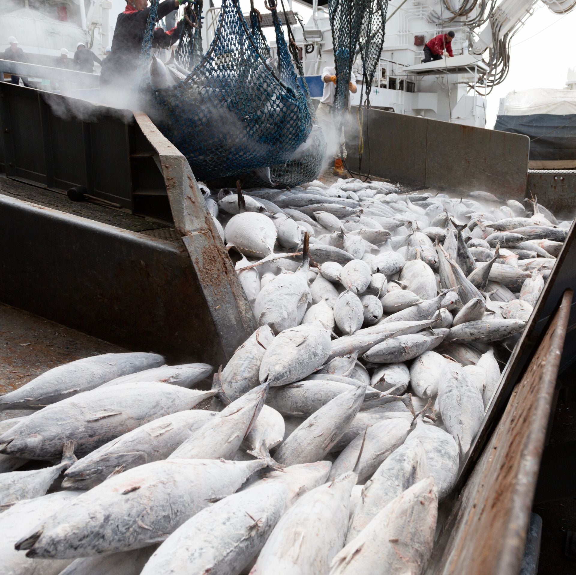 カツオ荒ほぐしこめ油漬