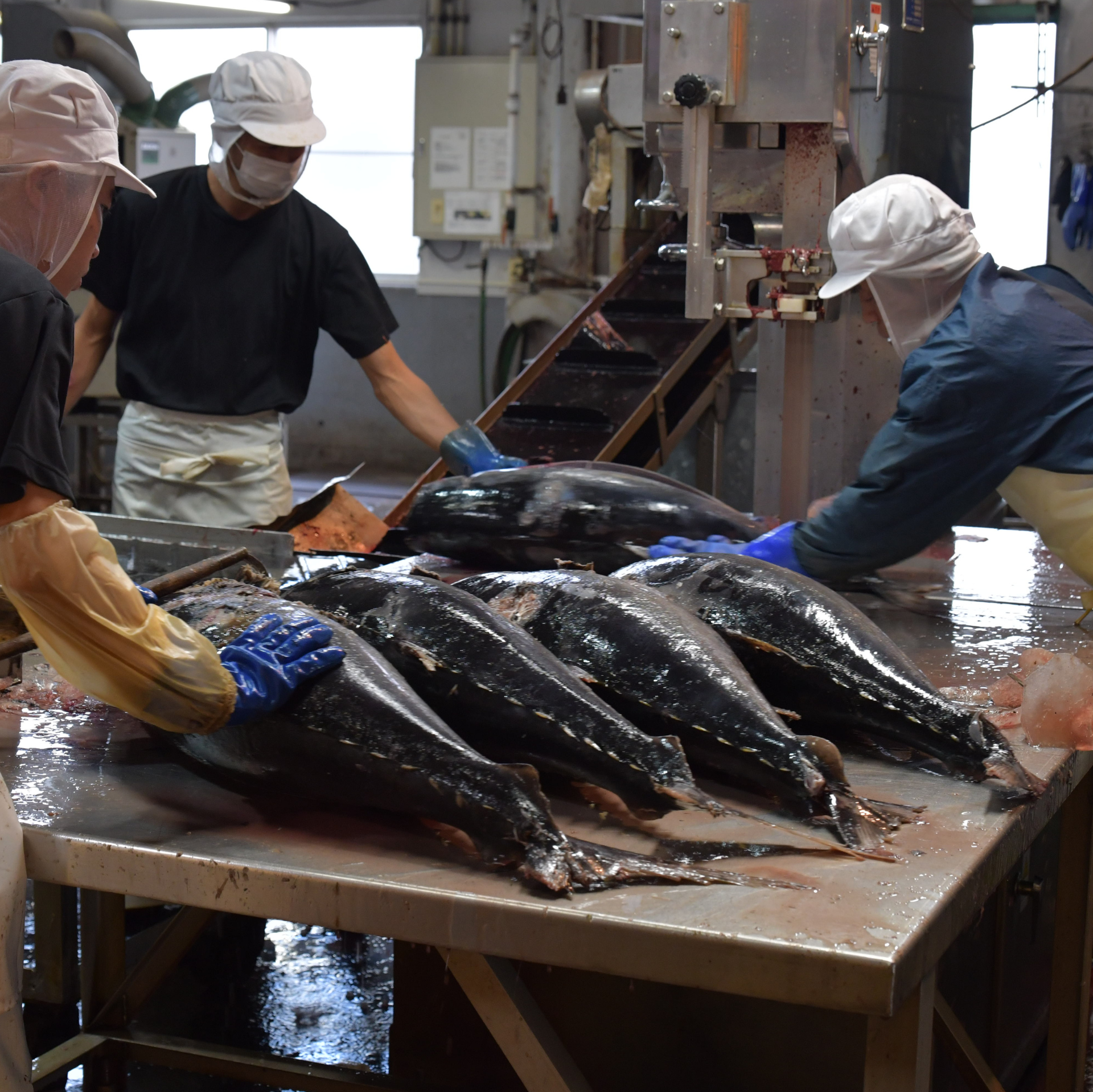 マグロ荒ほぐし綿実油漬