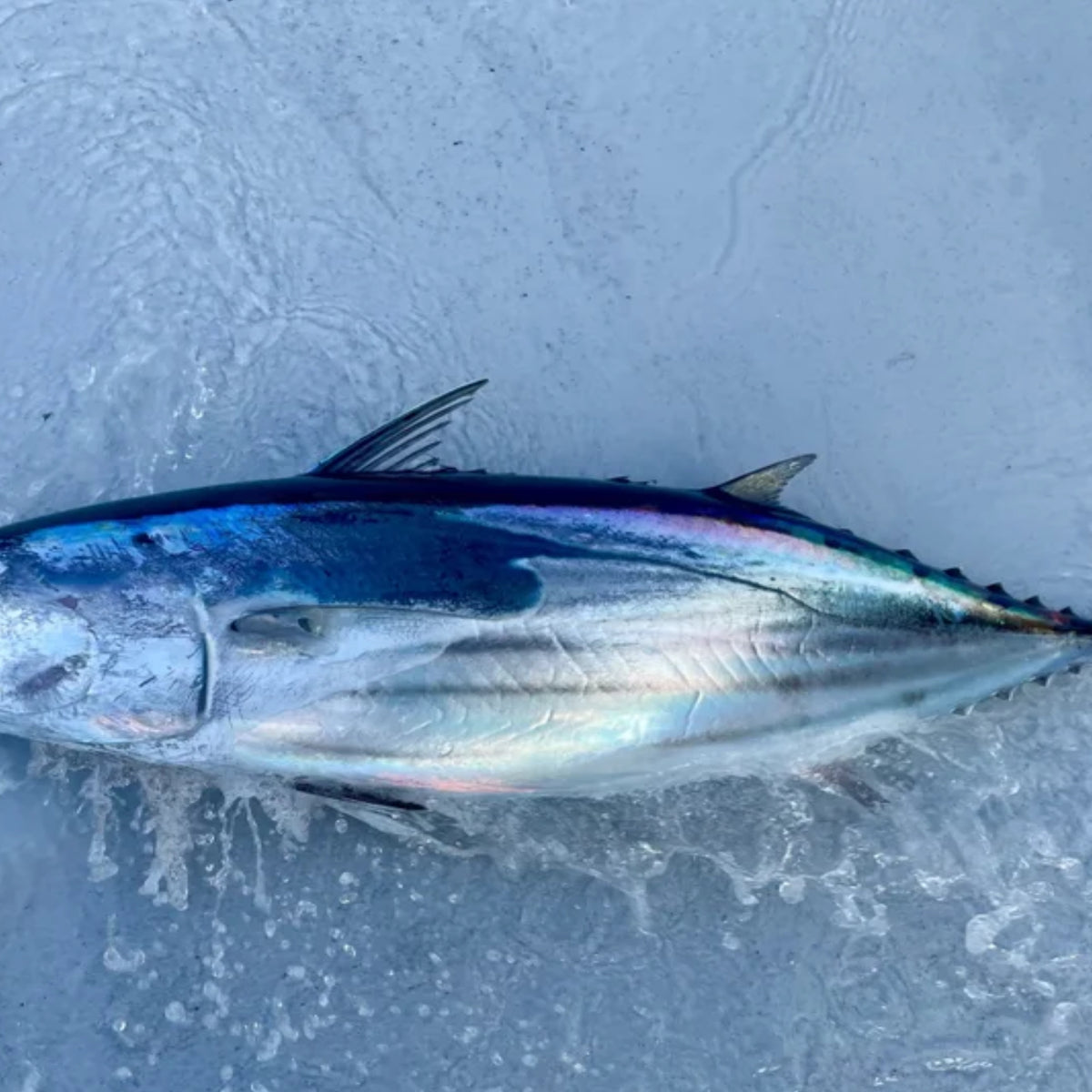 n579710870c9b_1200x1200_crop_c